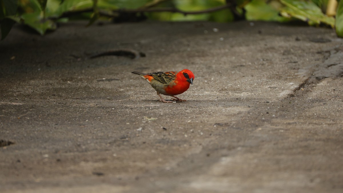 Red Fody - ML646832652