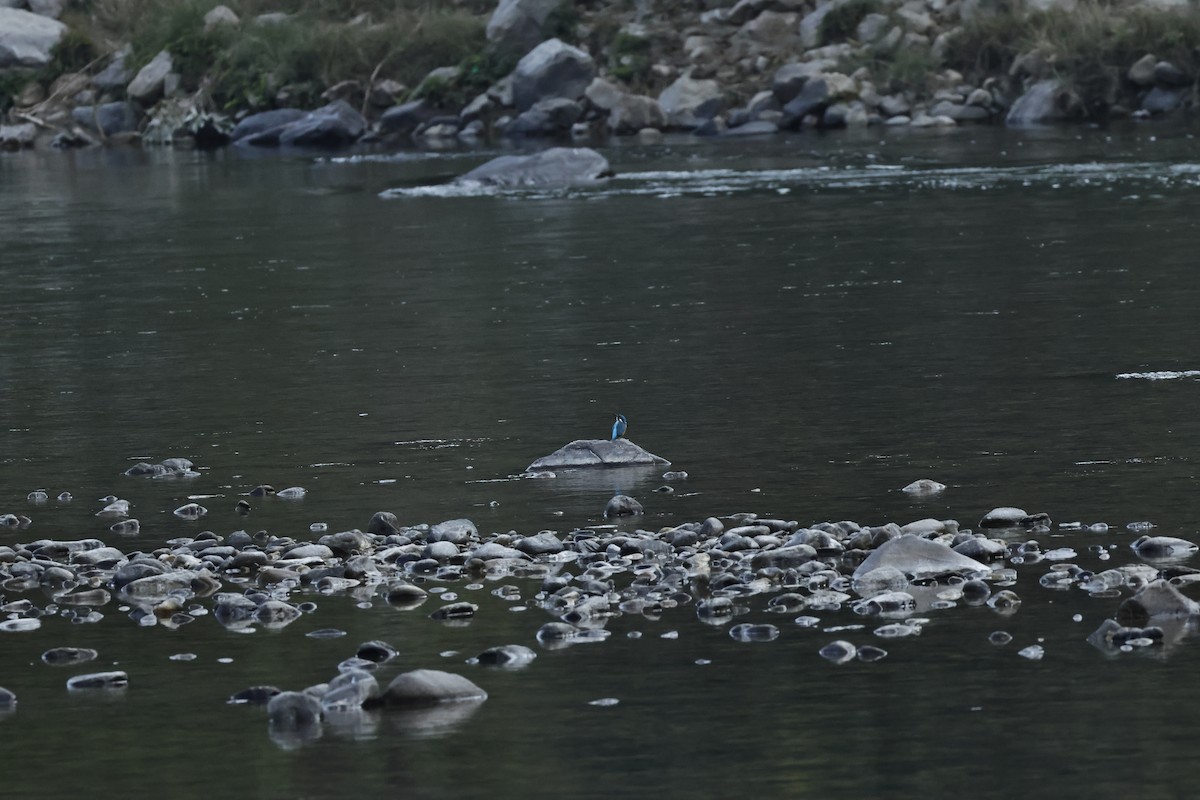 Common Kingfisher - ML646832656