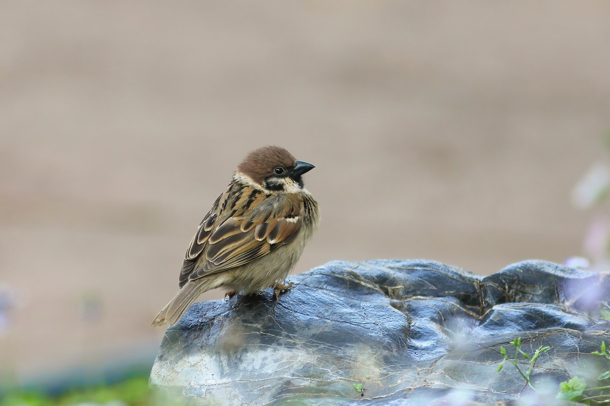 Moineau friquet - ML646832658