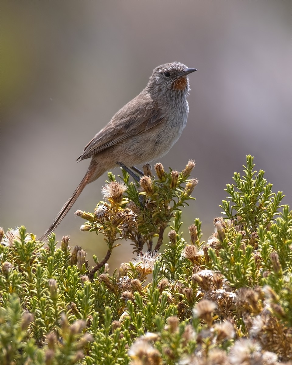 Cordilleran Canastero - ML646832662