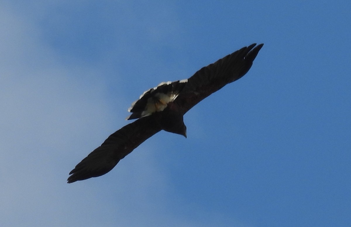 モモアカノスリ - ML646832664