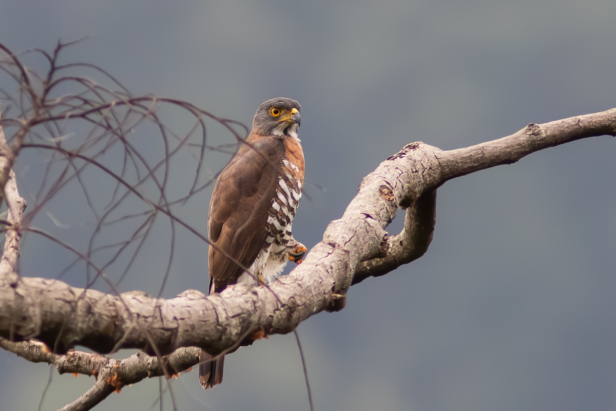 Crested Goshawk - ML646832665