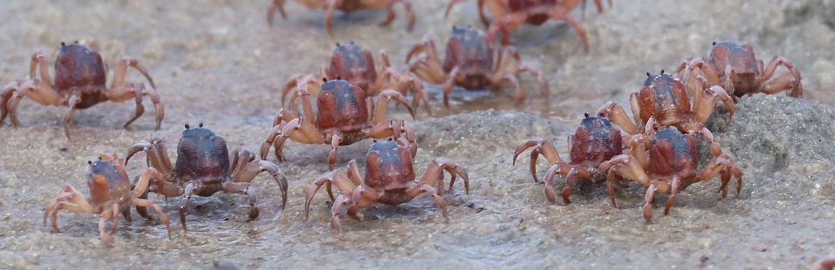 Soldier Crab - ML646832666