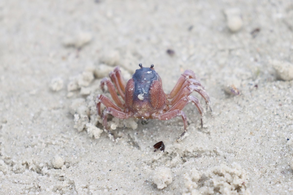 Soldier Crab - ML646832667