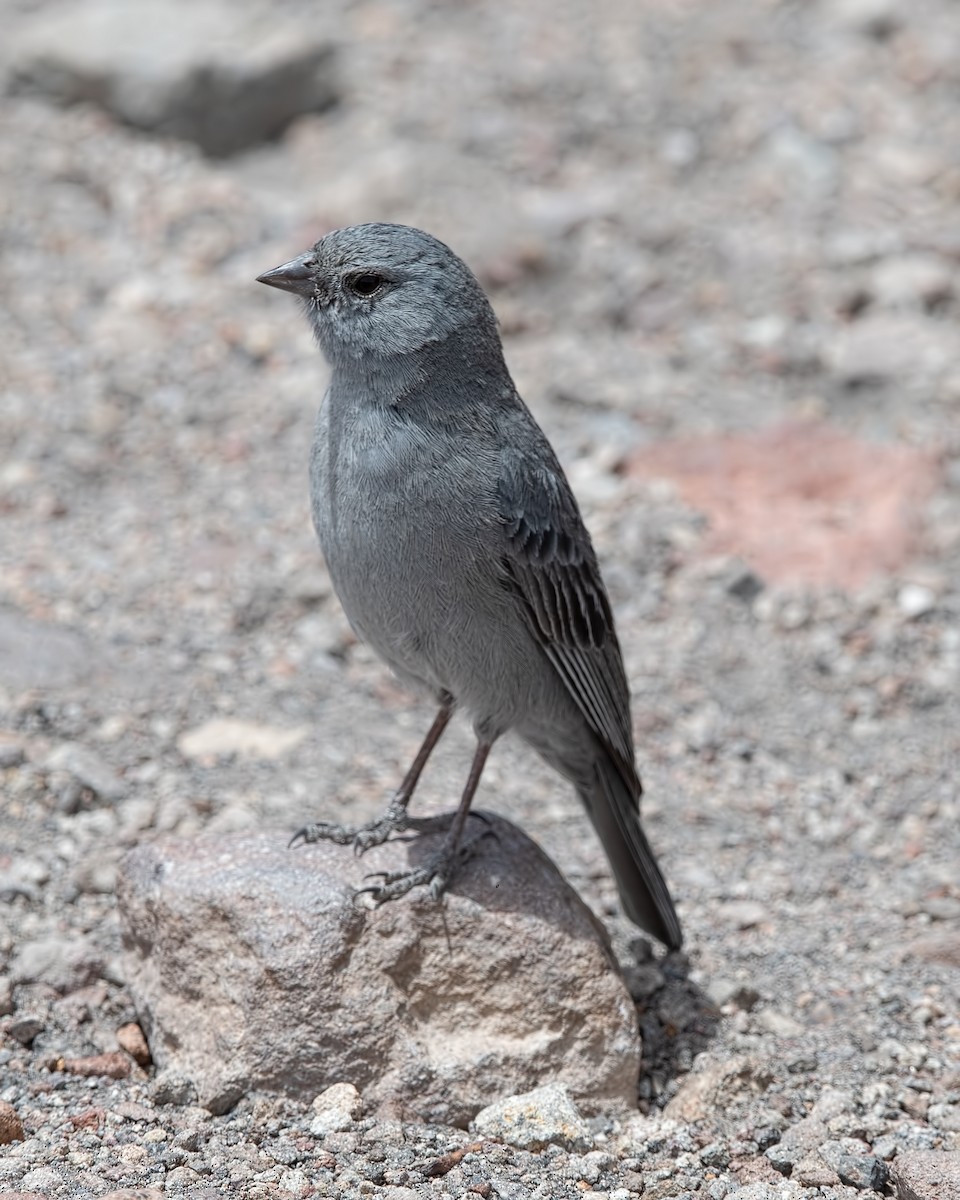 Plumbeous Sierra Finch - ML646832668