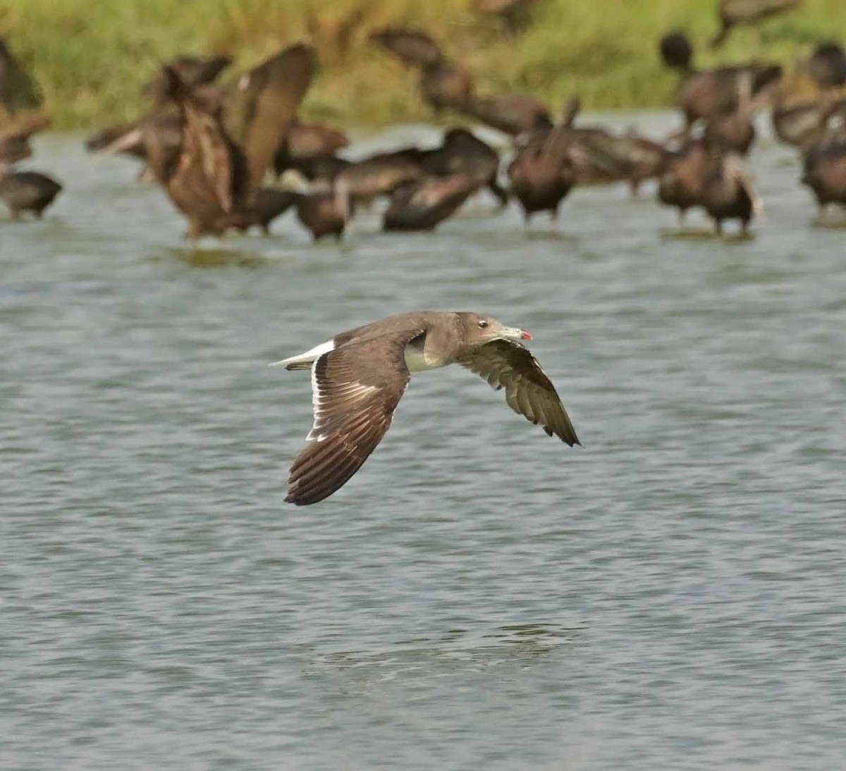 ススケカモメ - ML646832671