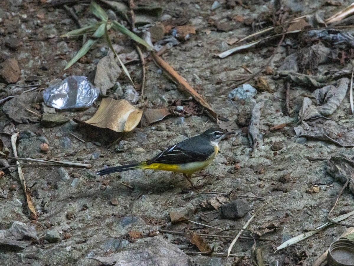Gray Wagtail - ML646832674
