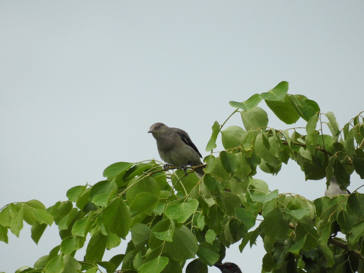 hvitskulderstær - ML646832675