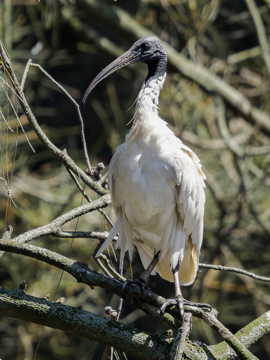 Australian Ibis - ML646832676