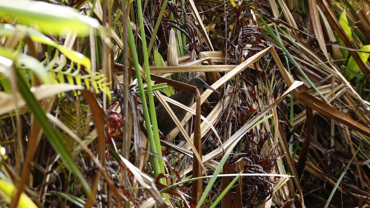 Madagascar Rail - ML646832681