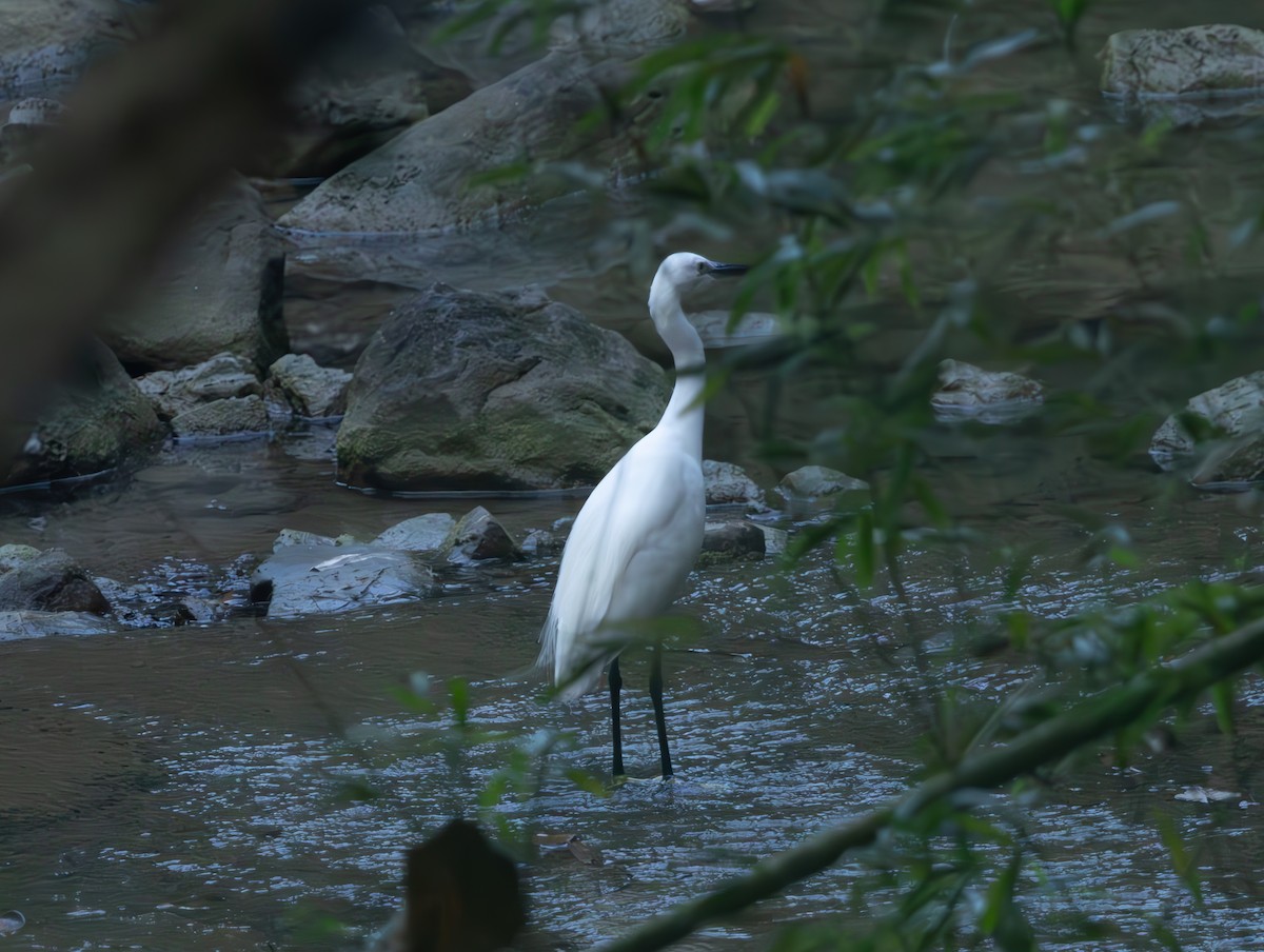 Little Egret - ML646832682