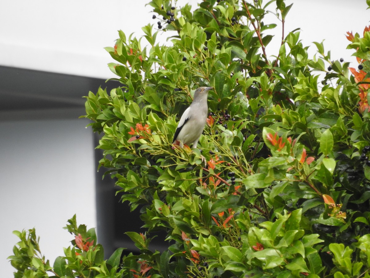 hvitskulderstær - ML646832683