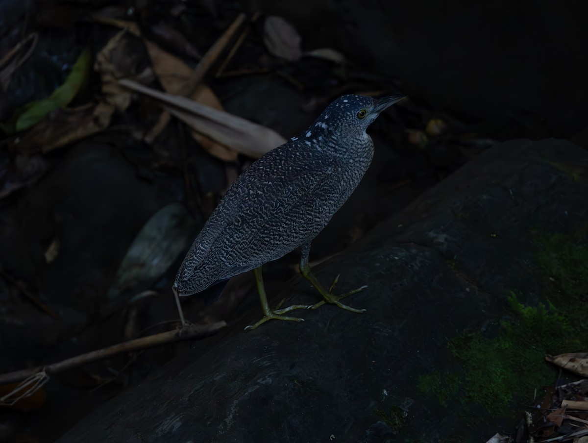 ズグロミゾゴイ - ML646832684