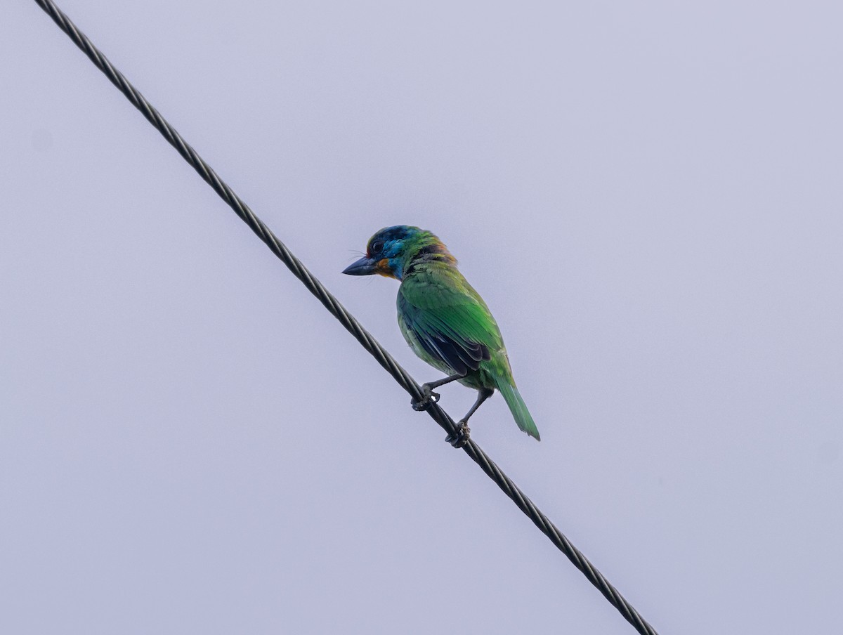 Taiwan Barbet - ML646832685