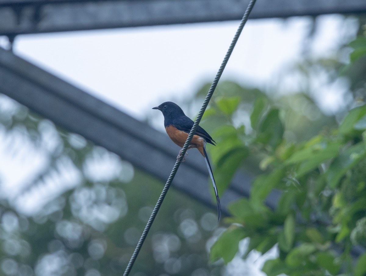 arieshama - ML646832687