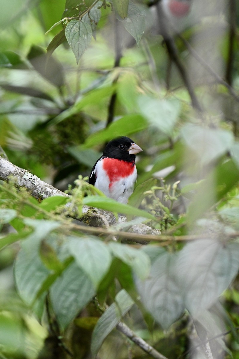 Rose-breasted Grosbeak - ML646832689