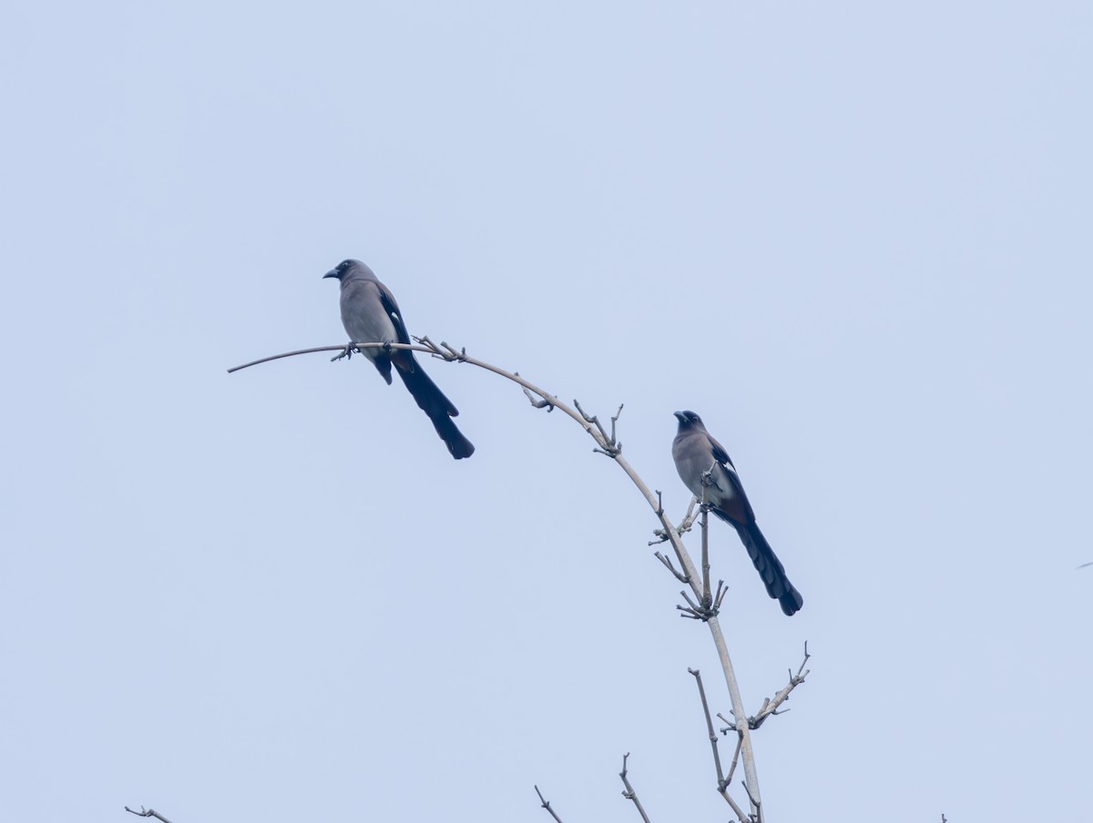 Gray Treepie - ML646832691
