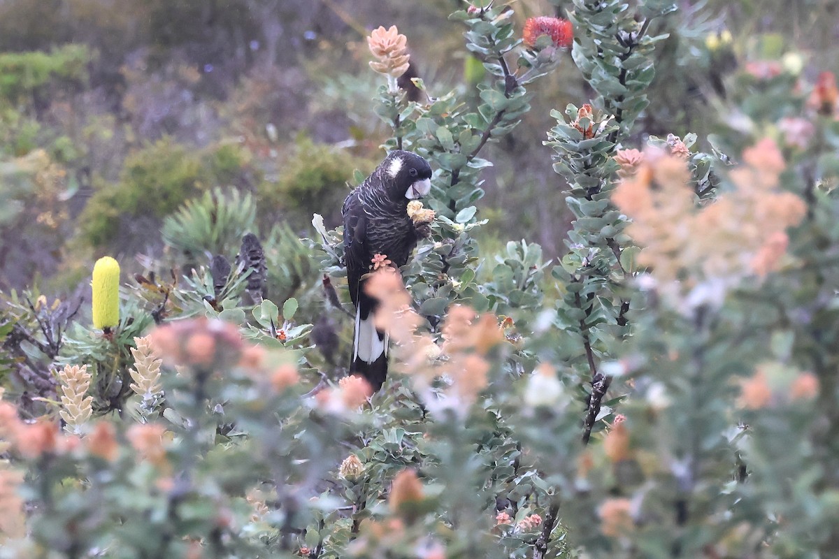 Carnaby's Black-Cockatoo - ML646832693