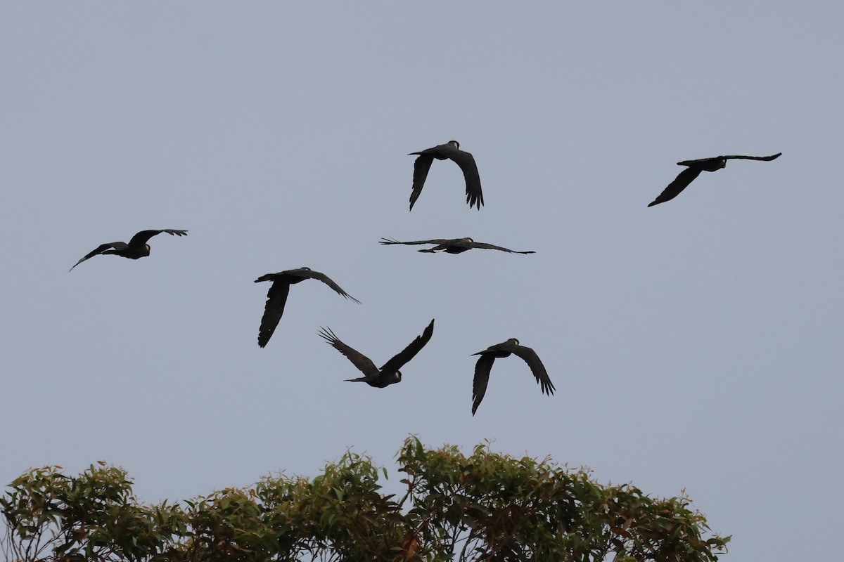 Carnaby's Black-Cockatoo - ML646832694