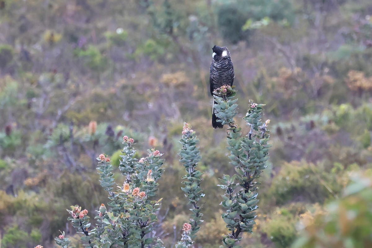 Carnaby's Black-Cockatoo - ML646832695