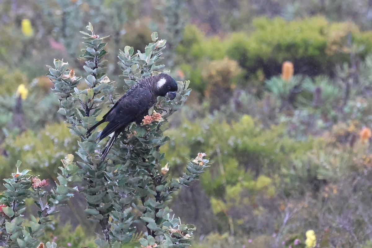 Carnaby's Black-Cockatoo - ML646832696