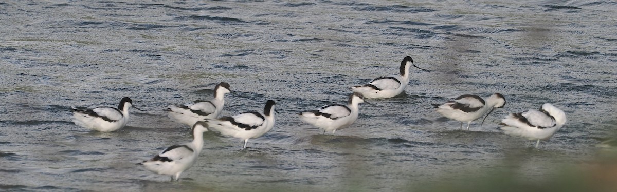 סייפן - ML646832697