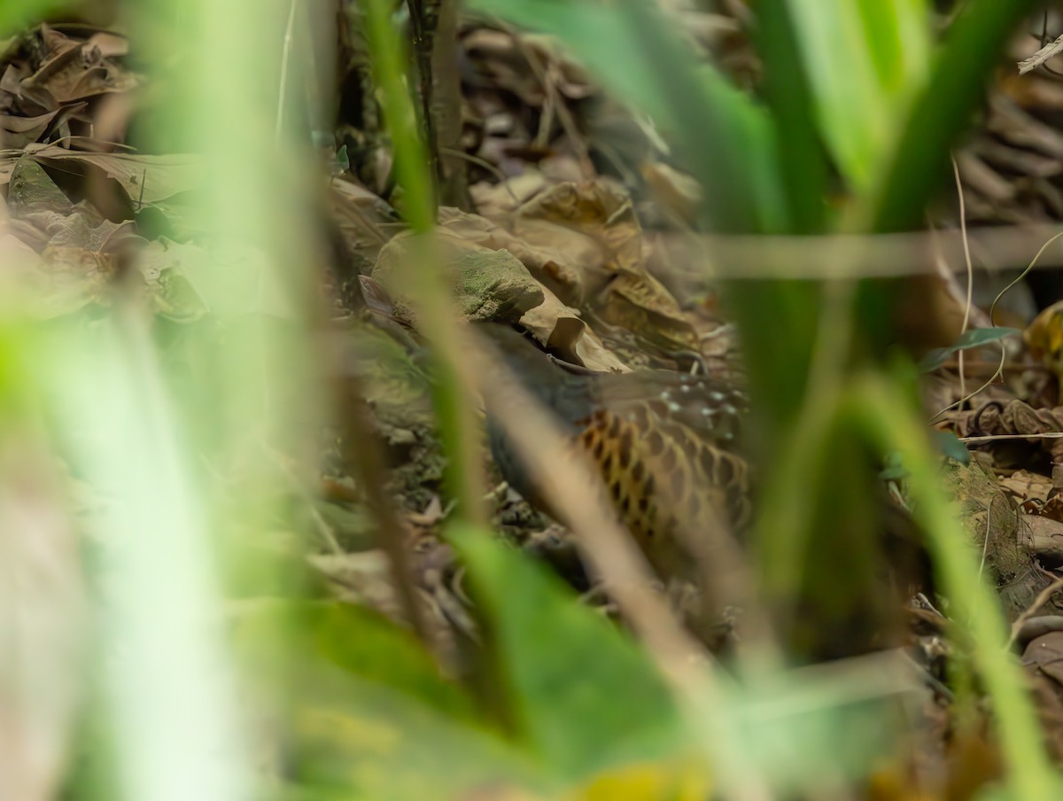 Taiwan Bamboo-Partridge - ML646832698