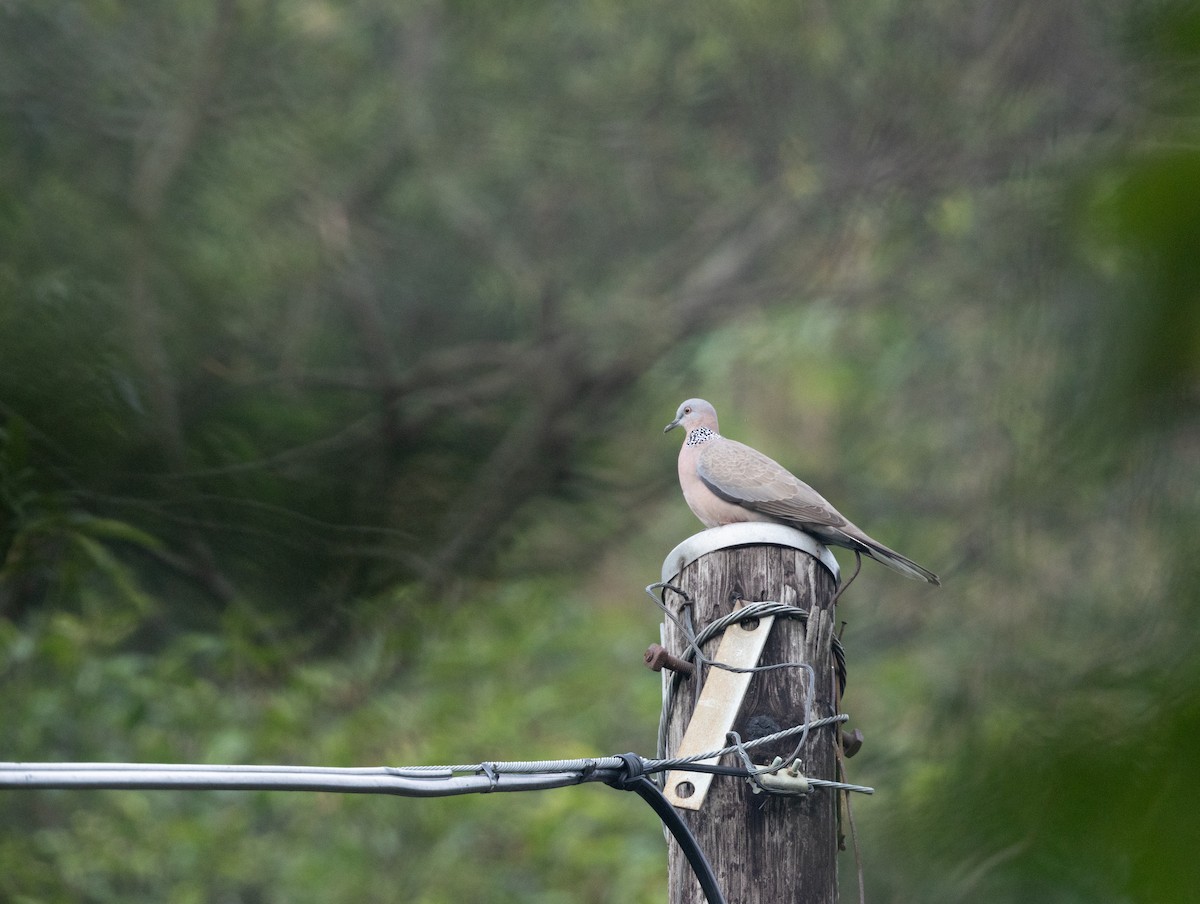 Spotted Dove - ML646832700