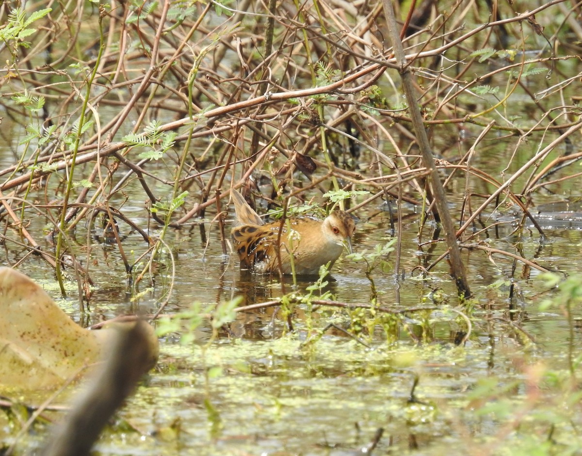 dvergrikse - ML646832701