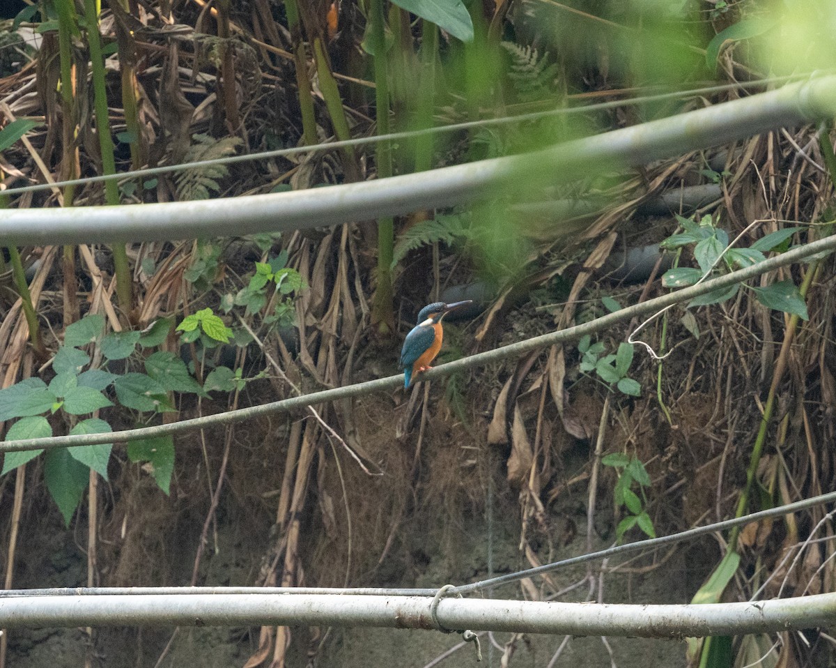 Common Kingfisher - ML646832702