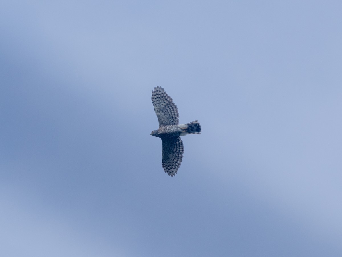 Crested Goshawk - ML646832703