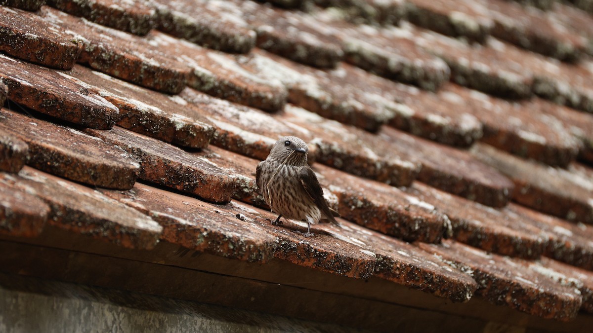 Mascarene Martin - ML646832704