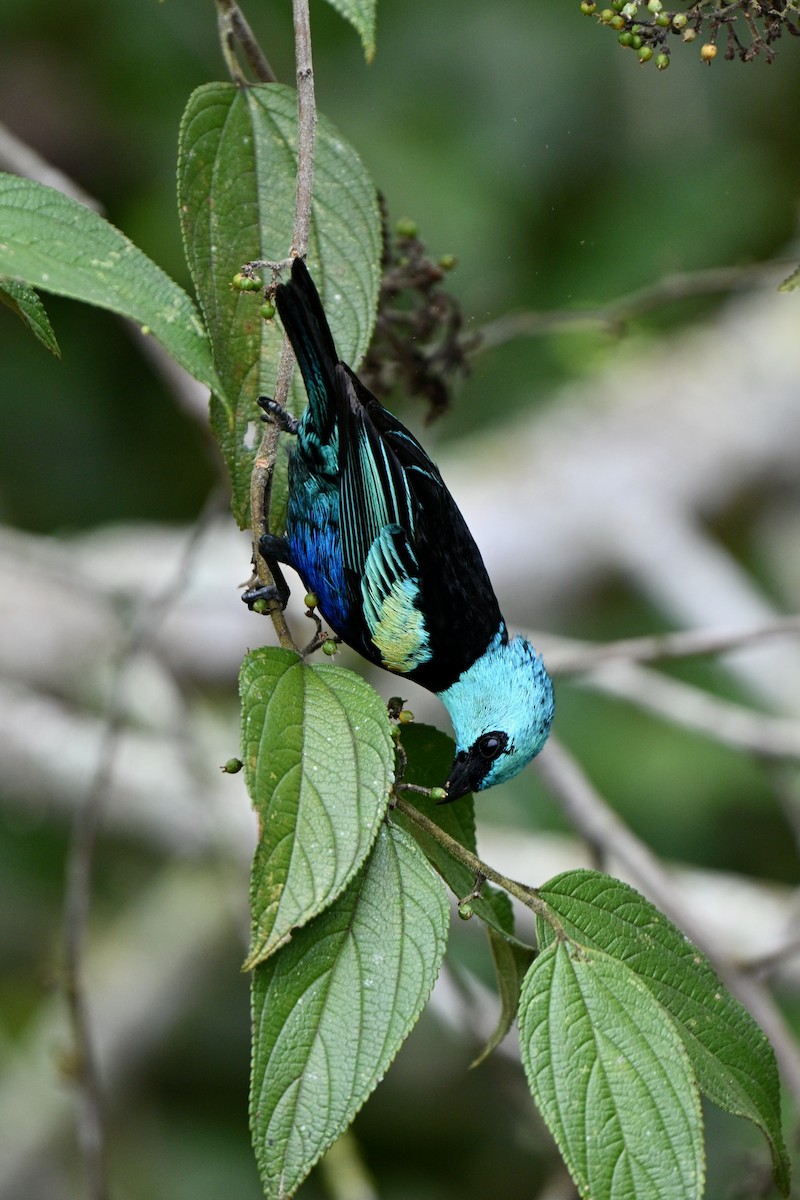 Tangara Cabeciazul - ML646832705