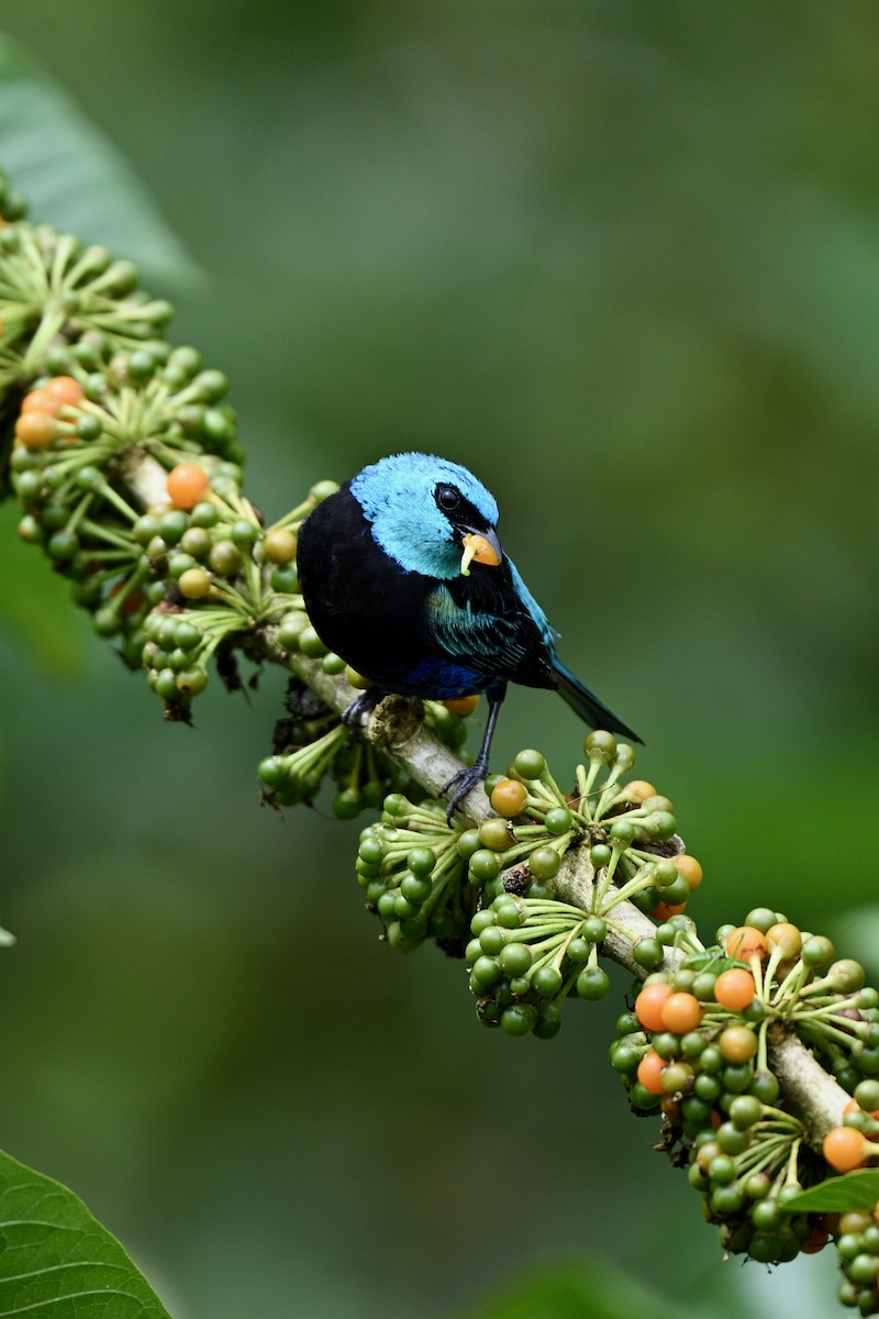Blue-necked Tanager - ML646832706