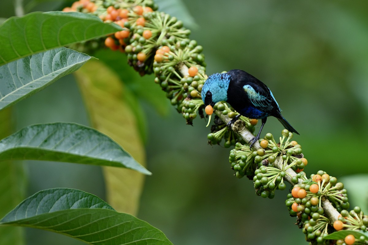 Blue-necked Tanager - ML646832708