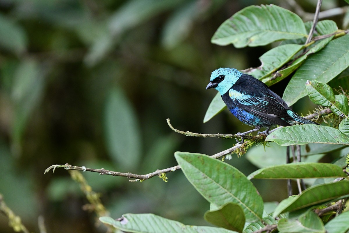 Blue-necked Tanager - ML646832709