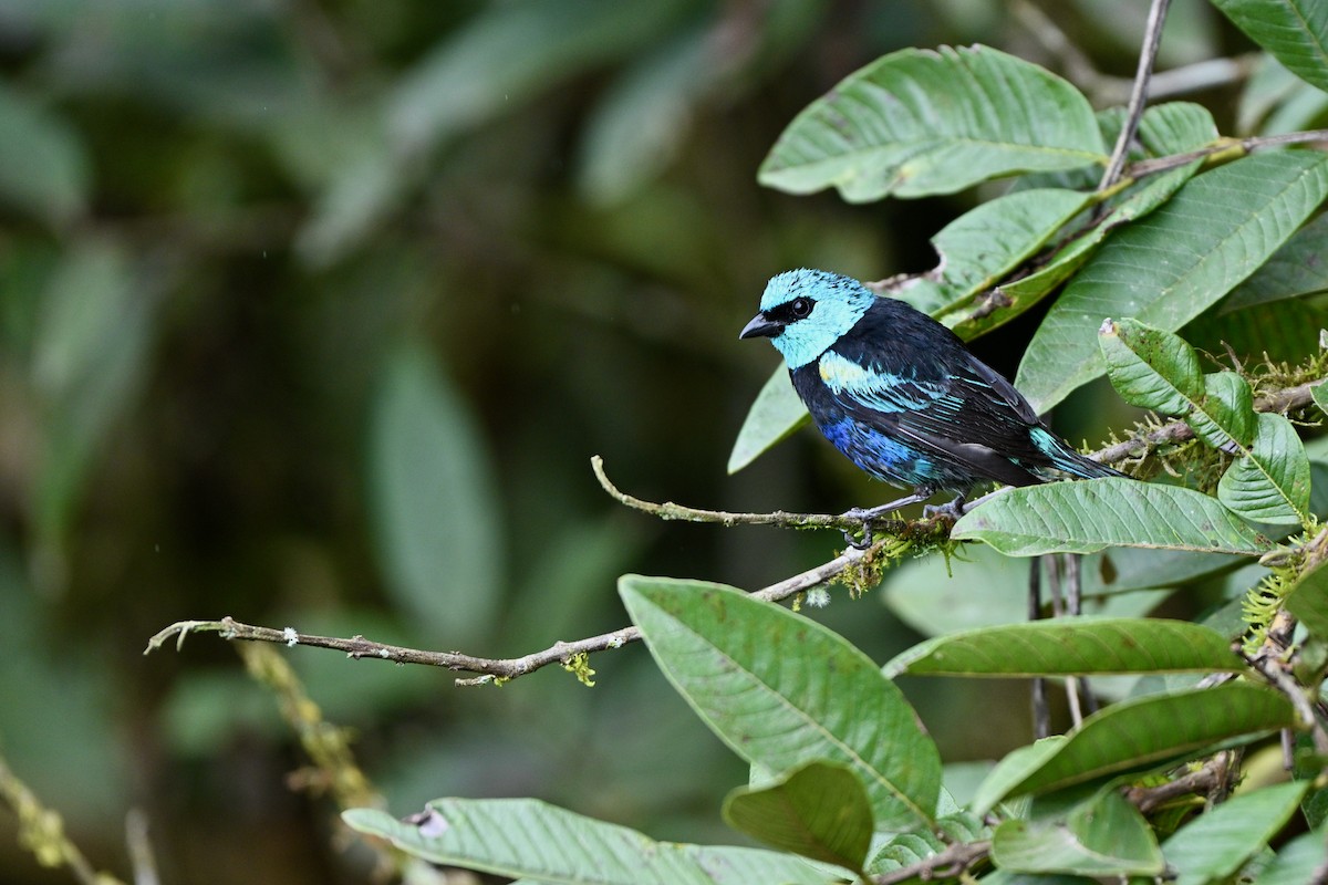 Blue-necked Tanager - ML646832710