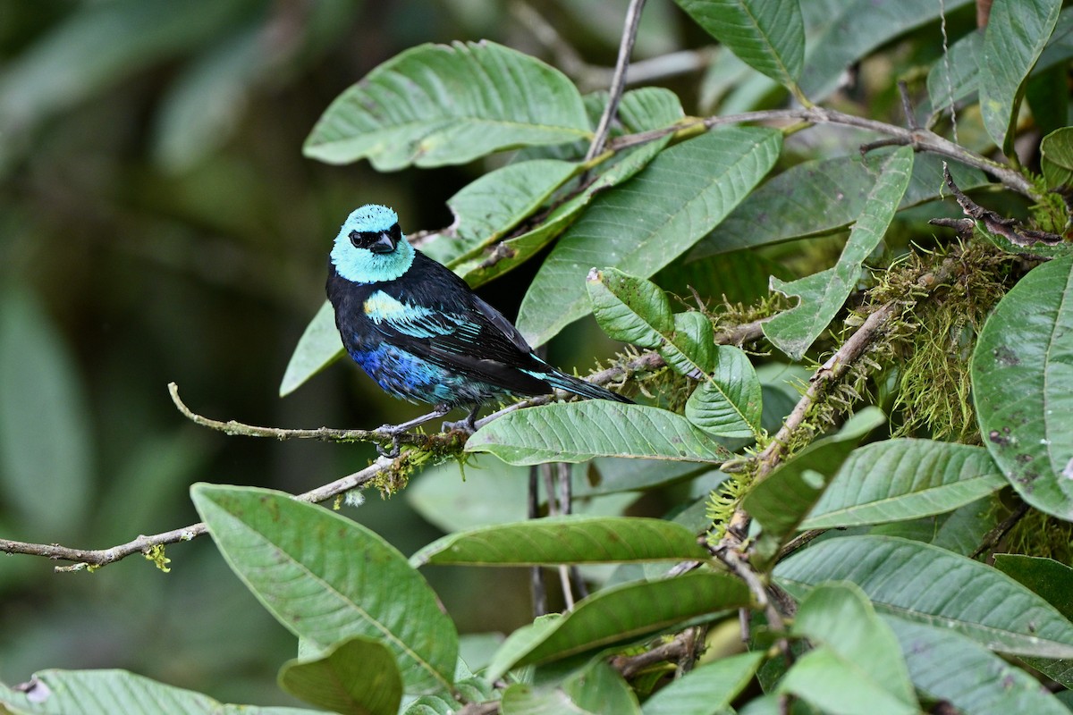 Blue-necked Tanager - ML646832711