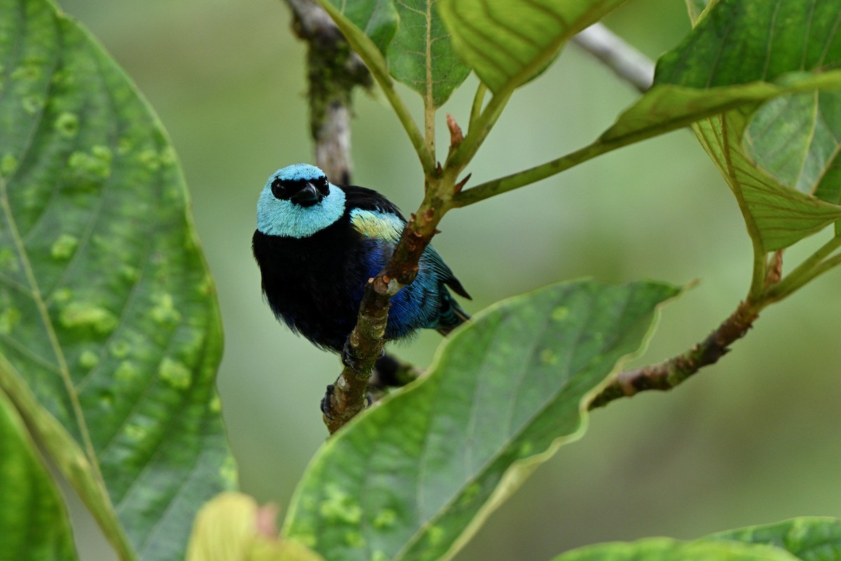 Blue-necked Tanager - ML646832712