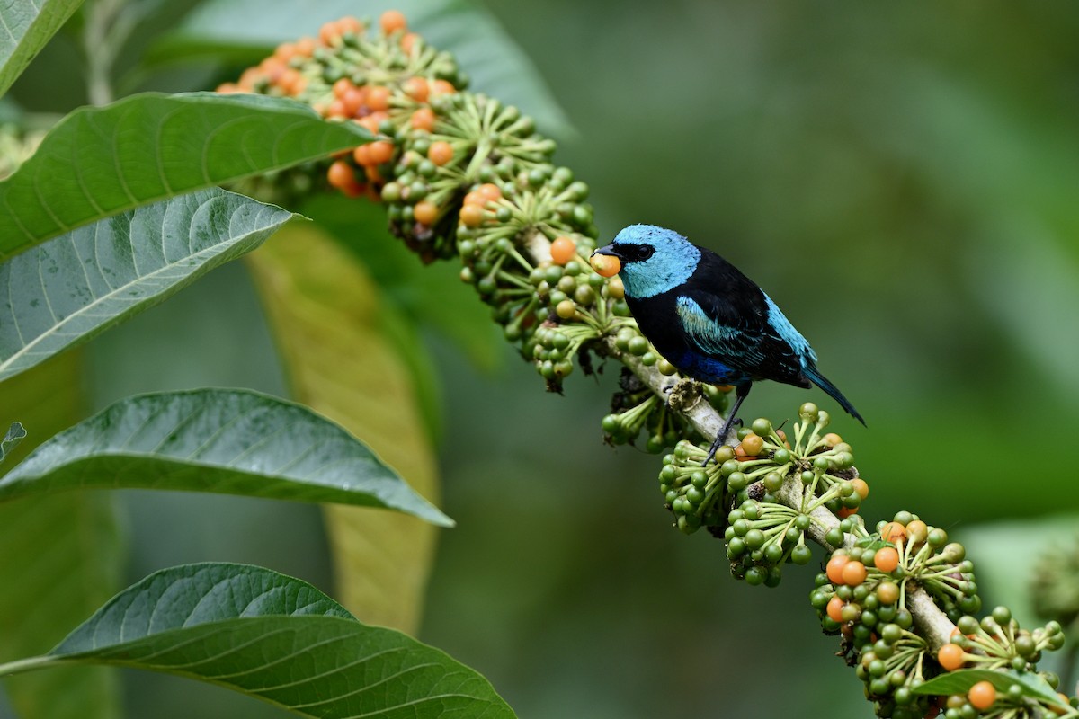 Blue-necked Tanager - ML646832713