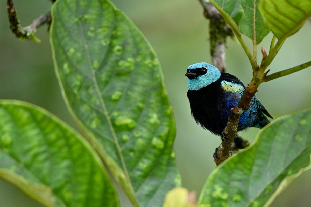 Blue-necked Tanager - ML646832714