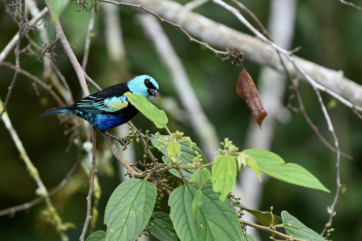 Blue-necked Tanager - ML646832715