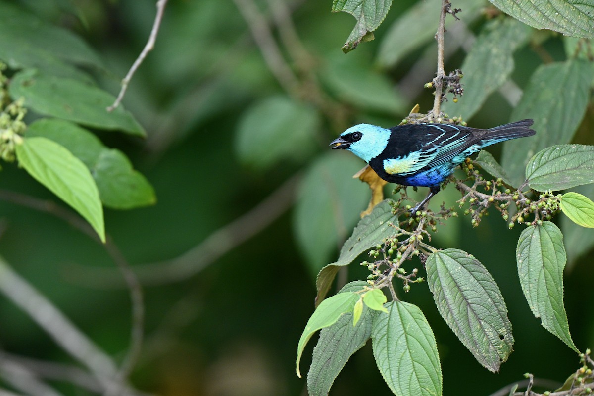 Blue-necked Tanager - ML646832716