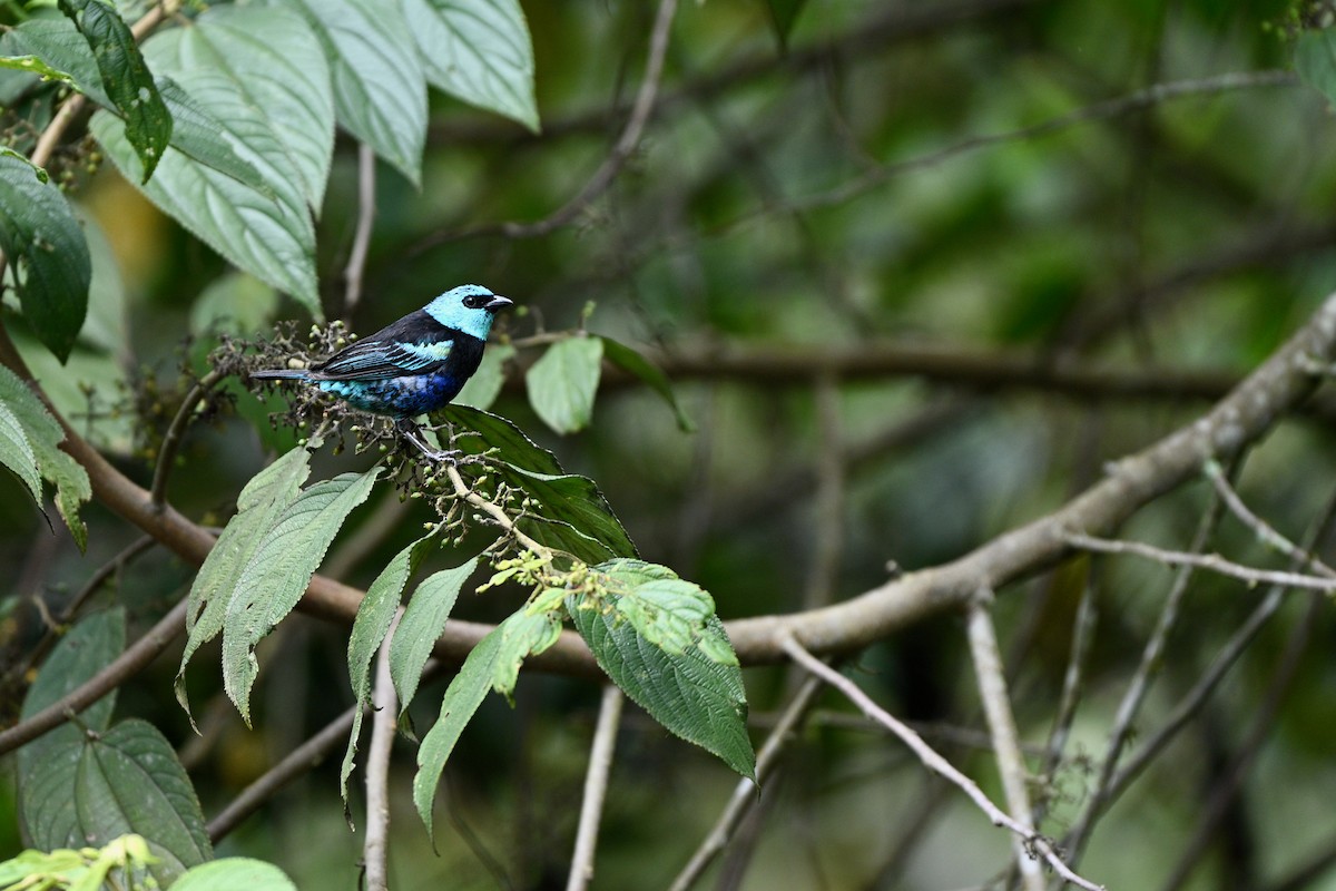 Blue-necked Tanager - ML646832717