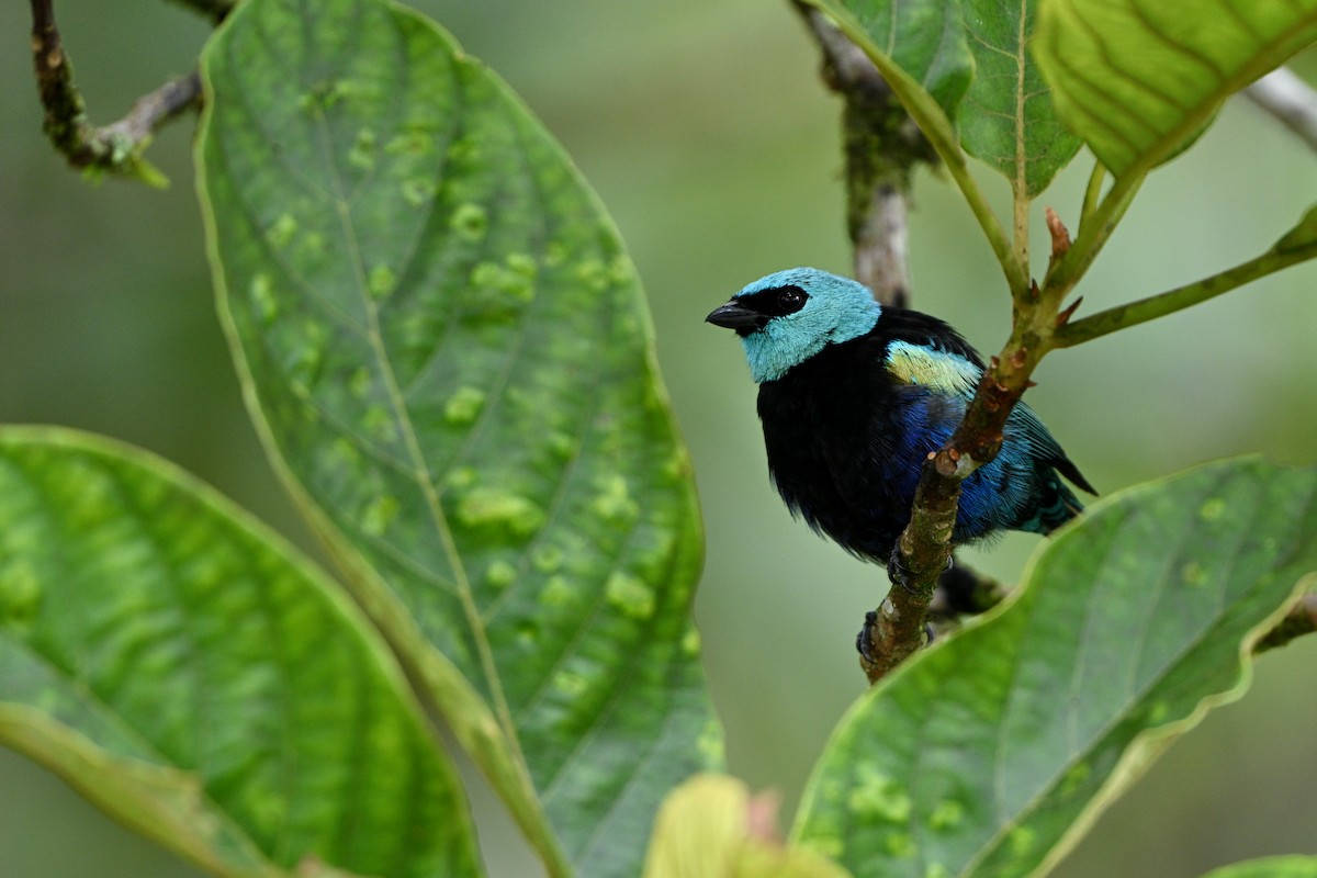 Blue-necked Tanager - ML646832718