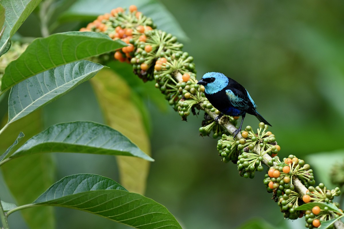 Blue-necked Tanager - ML646832719