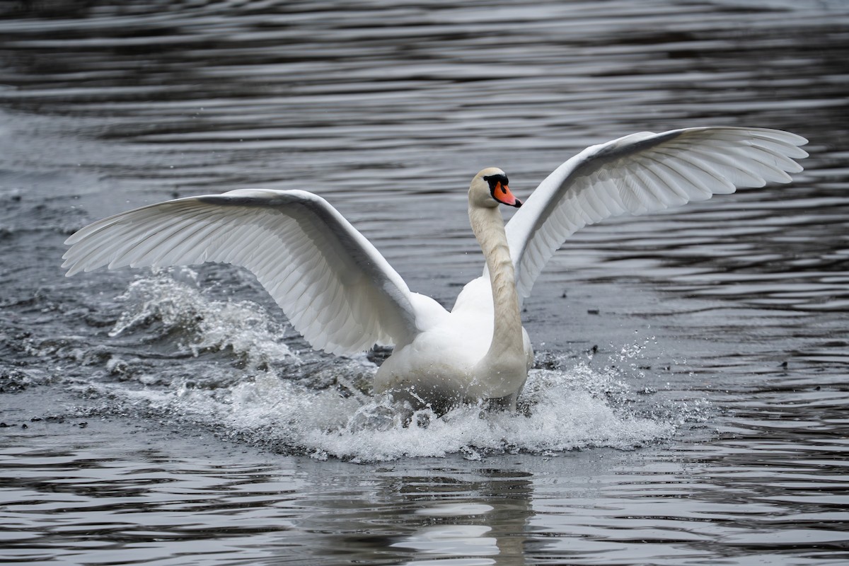 コブハクチョウ - ML646832720