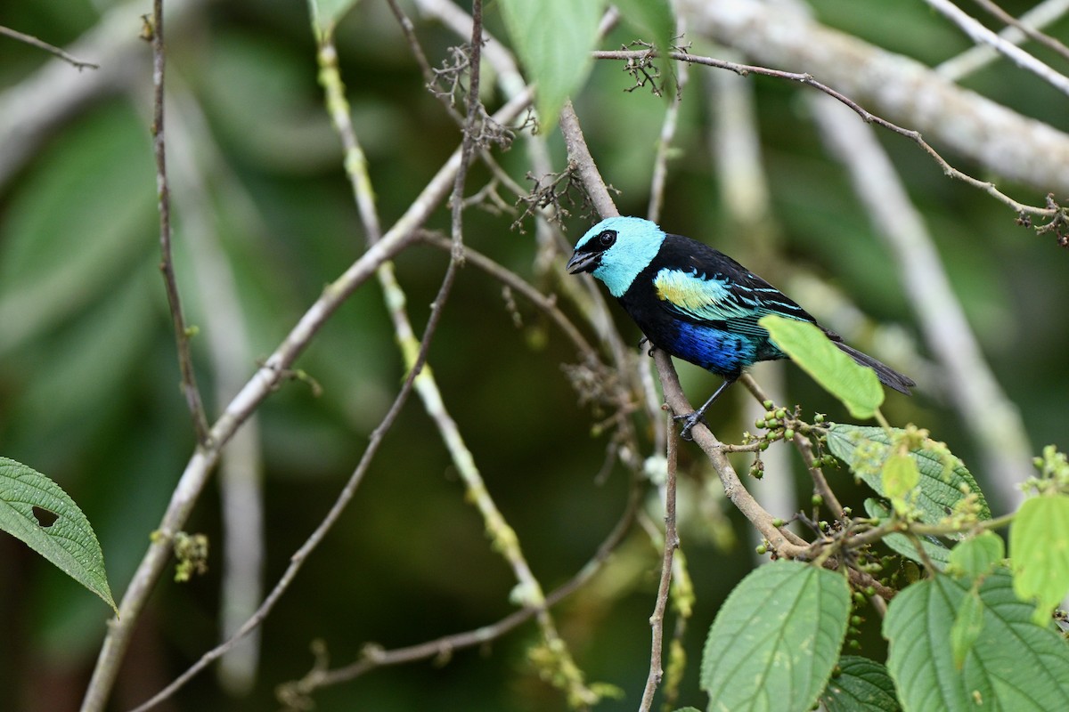 Blue-necked Tanager - ML646832721