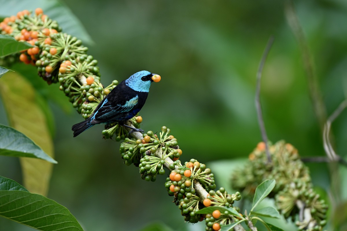 Blue-necked Tanager - ML646832722