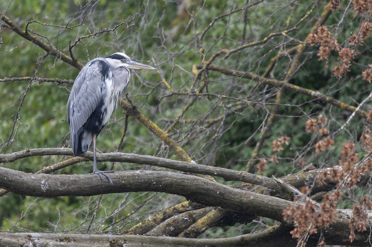 Gray Heron - ML646832723